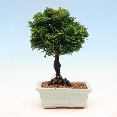 Venkovní bonsai - Cham.pis obtusa Nana Gracilis - Cypřišek - 3