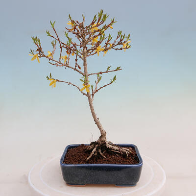 Venkovní bonsai - Zlatice - Forsythia intermedia - 3
