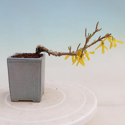 Venkovní bonsai - Zlatice - Forsythia intermedia - 3