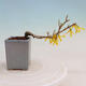 Venkovní bonsai - Zlatice - Forsythia intermedia - 3/4