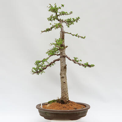 Venkovní bonsai - Larix decidua - Modřín opadavý - POUZE PALETOVÁ PŘEPRAVA - 3