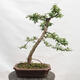 Venkovní bonsai - Larix decidua - Modřín opadavý - POUZE PALETOVÁ PŘEPRAVA - 3/5