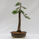 Venkovní bonsai -Larix decidua - Modřín opadavý  - Pouze paletová přeprava - 3/4