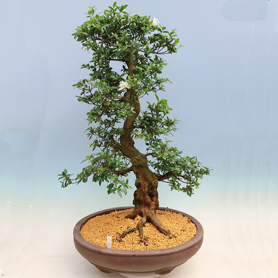 Venkovní bonsai - Japonská azalka SATSUKI- Azalea SHUSHUI - 3