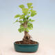 Venkovní bonsai - Jinan dvoulaločný - Ginkgo biloba - 3/4
