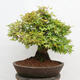 Venkovní bonsai - Javor dlanitolistý - Acer palmatum - POUZE PALETOVÁ PŘEPRAVA - 3/5