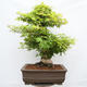 Venkovní bonsai - Javor dlanitolistý - Acer palmatum - POUZE PALETOVÁ PŘEPRAVA - 3/5