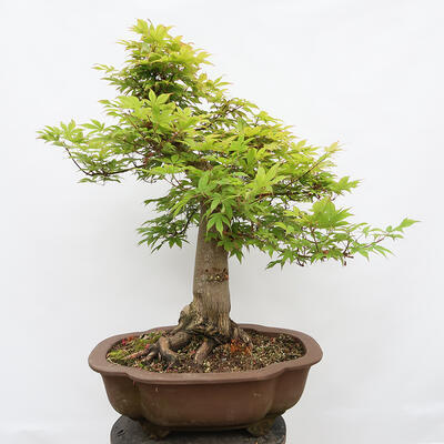 Venkovní bonsai - Javor dlanitolistý - Acer palmatum - POUZE PALETOVÁ PŘEPRAVA - 3