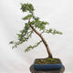 Venkovní bonsai - Hloh - Crataegus monogyna - 3/6