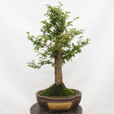 Venkovní bonsai-Ulmus Glabra-Jílm tuhý - 3