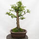 Venkovní bonsai-Ulmus Glabra-Jílm tuhý - 3/5