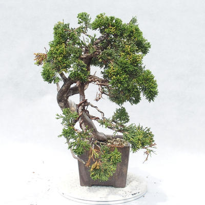 Venkovní bonsai - Juniperus sabina -Jalovec chvojka - 3