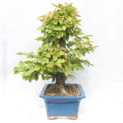 Venkovní bonsai -Carpinus  betulus - Habr obecný - 3