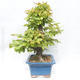Venkovní bonsai -Carpinus  betulus - Habr obecný - 3/5