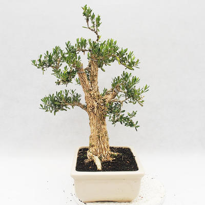 Pokojová bonsai - Buxus harlandii - korkový buxus - 3