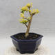 Pokojová bonsai -Ligustrum Aurea - Ptačí zob - 3/5