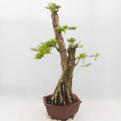 Pokojová bonsai - Duranta erecta Aurea - 3