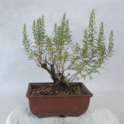 Venkovní bonsai - Saturejka horská - Satureja montana - 3