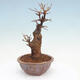 Venkovní bonsai - Javor Buergerianum - Javor Burgerův - 3/5