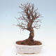 Venkovní bonsai - Zelkova - Zelkova NIRE - 3/5