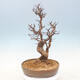 Venkovní  bonsai -  Pseudocydonia sinensis - Kdouloň čínská - 3/7