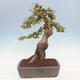 Venkovní bonsai - Acer Buergerianum - Javor Burgerův - 3/4