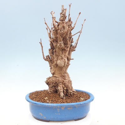 Venkovní bonsai - Jinan dvoulaločný - Ginkgo biloba - 3