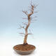 Venkovní bonsai -Carpinus CARPINOIDES - Habr korejský - 3/5