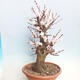 Venkovní bonsai -Japonská meruňka - Prunus Mume - 3/6