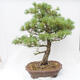 Venkovní bonsai - Pinus parviflora - Borovice drobnokvětá - 3/5