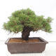 Venkovní bonsai - Pinus thunbergii - Borovice thunbergova - 3/4