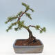 Venkovní bonsai - Pinus mugo   - Borovice kleč - 3/5