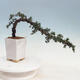 Venkovní bonsai - Cedrus Libani Brevifolia - Cedr zelený - 3/5