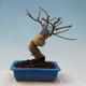 Venkovní bonsai -Carpinus Coreana - Habr korejský - 3/4