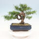 Venkovní bonsai -Larix decidua - Modřín opadavý - 3/4