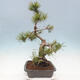 Venkovní bonsai - Pinus mugo   - Borovice kleč - 3/5