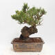 Venkovní bonsai - Pinus parviflora - borovice drobnokvětá - 3/4