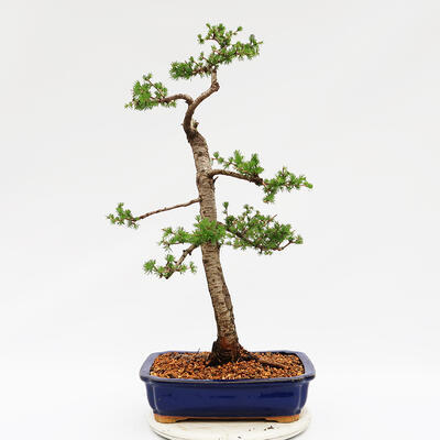 Venkovní bonsai - Pinus parviflora - borovice drobnokvětá - 3