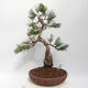 Venkovní bonsai - Pinus parviflora - borovice drobnokvětá - 3/4