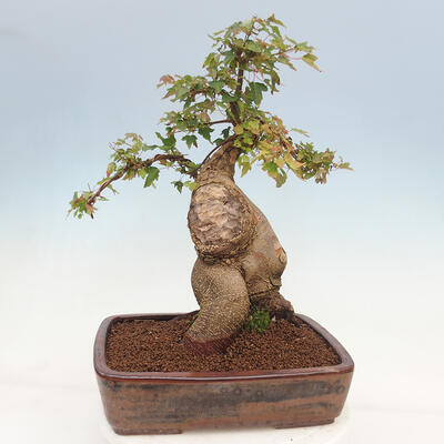 Venkovní bonsai - Acer Buergerianum - Javor Burgerův - 3
