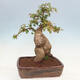 Venkovní bonsai - Acer Buergerianum - Javor Burgerův - 3/5