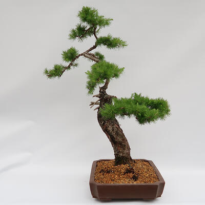 Venkovní bonsai -Larix decidua - Modřín opadavý  - Pouze paletová přeprava - 3