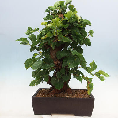 Venkovní bonsai -Morus alba - moruše - 3