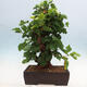 Venkovní bonsai -Morus alba - moruše - 3/6