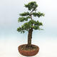 Venkovní bonsai - Zelkova - Zelkova NIRE - 3/7