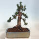 Venkovní bonsai - Taxus cuspidata  - Tis japonský - 3/6