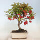 Venkovní bonsai -Malus halliana - Maloplodá jabloň - 3/5