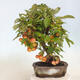 Vonkajší bonsai -Malus halliana - Maloplodá jabloň - 3/5