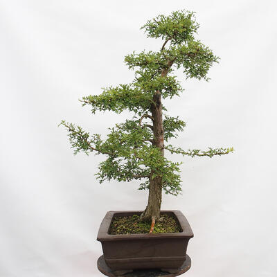 Venkovní bonsai - Hloh - Crataegus monogyna - 3