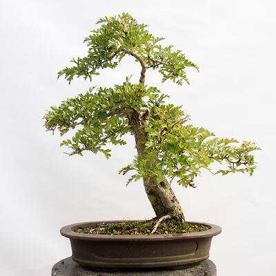 Venkovní bonsai - Hloh - Crataegus monogyna - 3